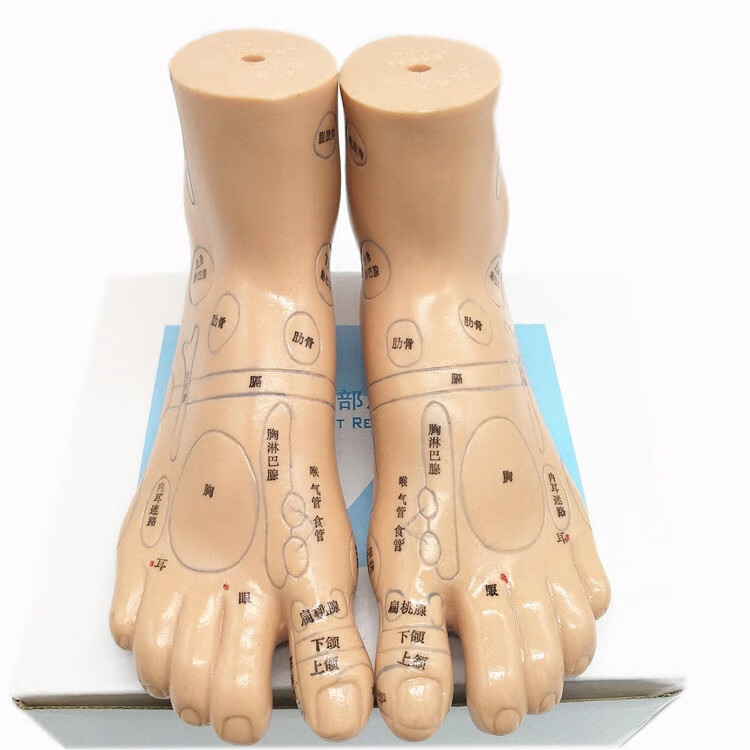 中界经络通 足底模型脚模足部反射区按摩足疗推拿按压穴位模型 软质