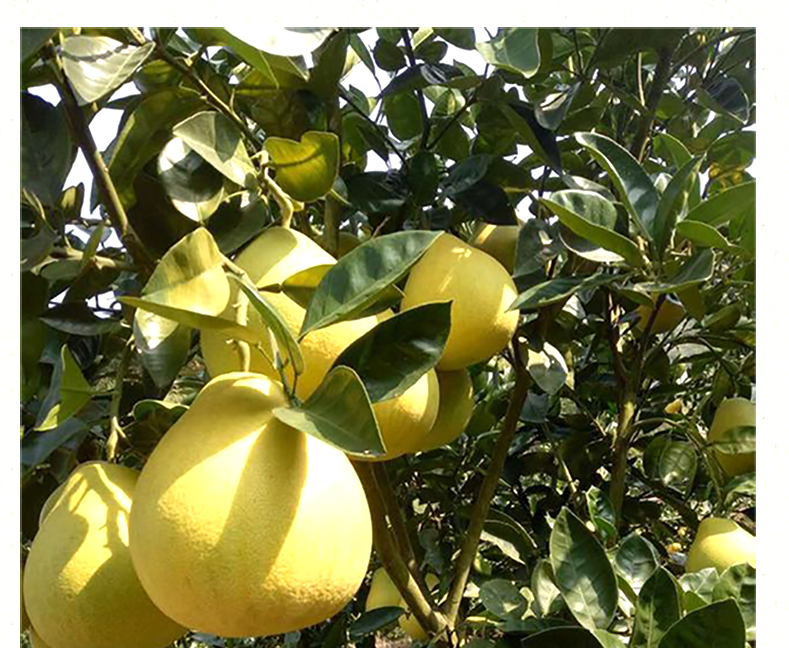 雪峰安江老树冰糖柚子新鲜水果怀化小苦柚5斤柚香甜柚10斤大果精选大