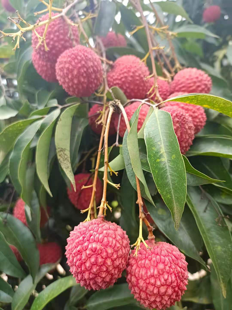 合江带绿荔枝 泸州合江妃子笑带绿荔枝新鲜现摘现发顺丰孕妇水果