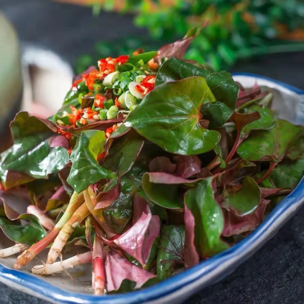 鱼腥草新鲜嫩根叶子四川特菜折耳根新鲜蔬菜凉拌即食采摘带泥发货