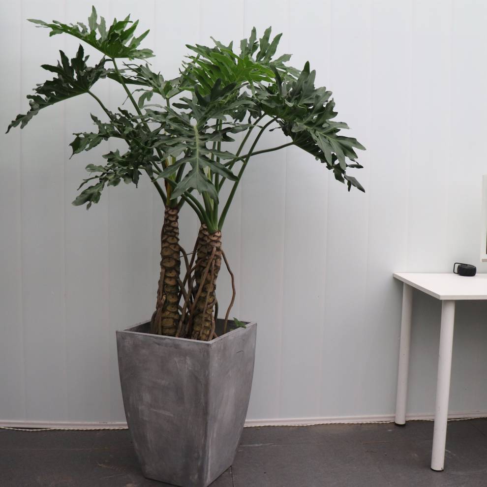 春羽龙鳞 大型绿植盆栽 老桩造型麒麟大春芋耐阴北京 带编织筐(二颗