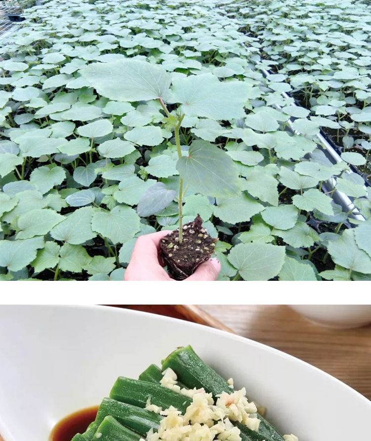 秋颖 红秋葵【苗】 20棵 4棵 肥料【图片 价格 品牌 报价】-京东