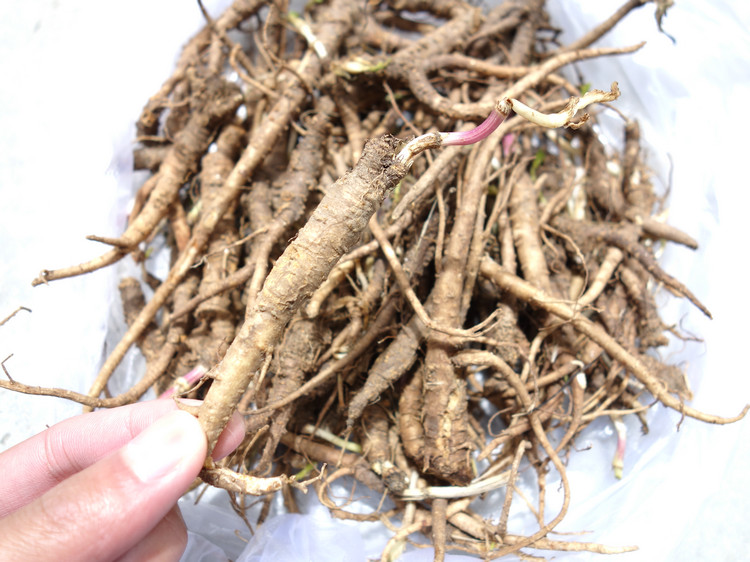 当归西藏林芝土特产小当归滋补土当归100g