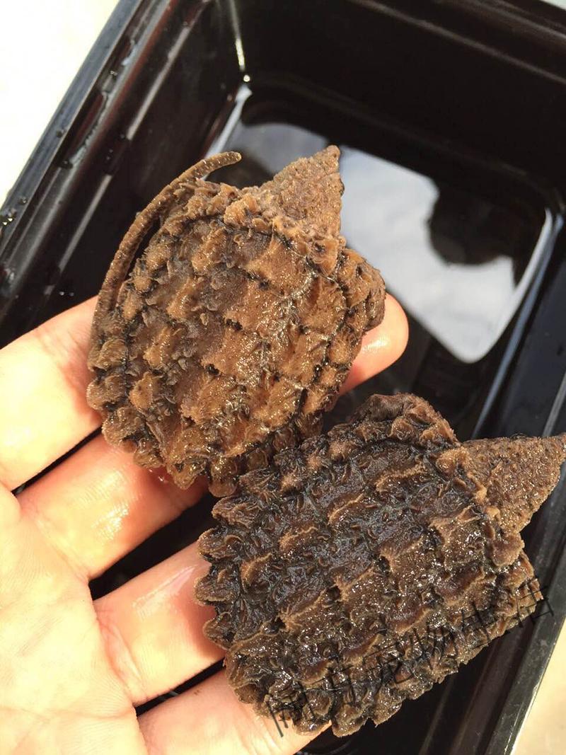 百鳄记大鳄龟钓鱼龟大鳄龟苗钓鱼龟宠物观赏龟 严格全品大鳄苗4cm