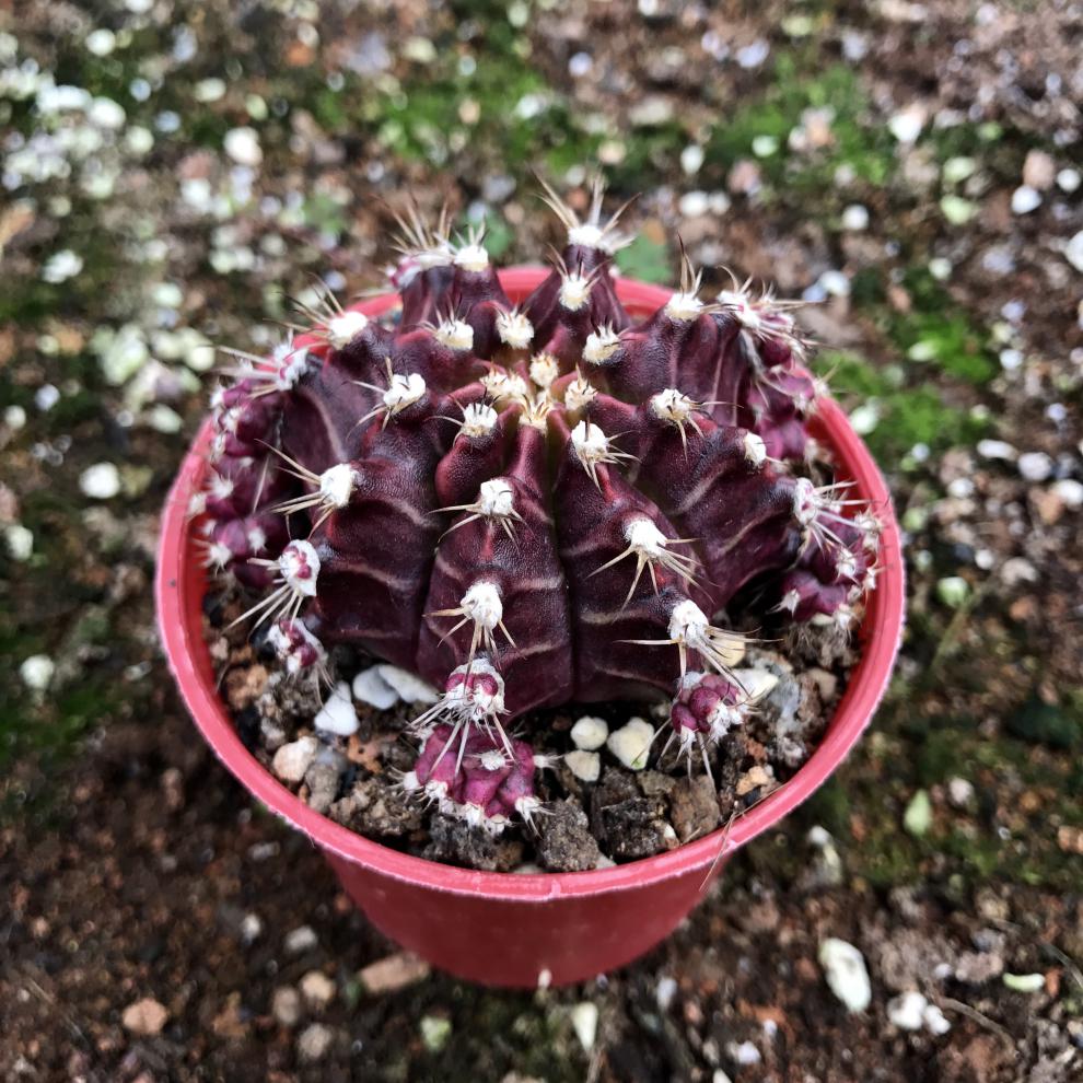 紫牡丹 仙人球群生植物盆栽黑牡丹肉肉植物绯牡丹防嫁接 紫牡丹4~5cm