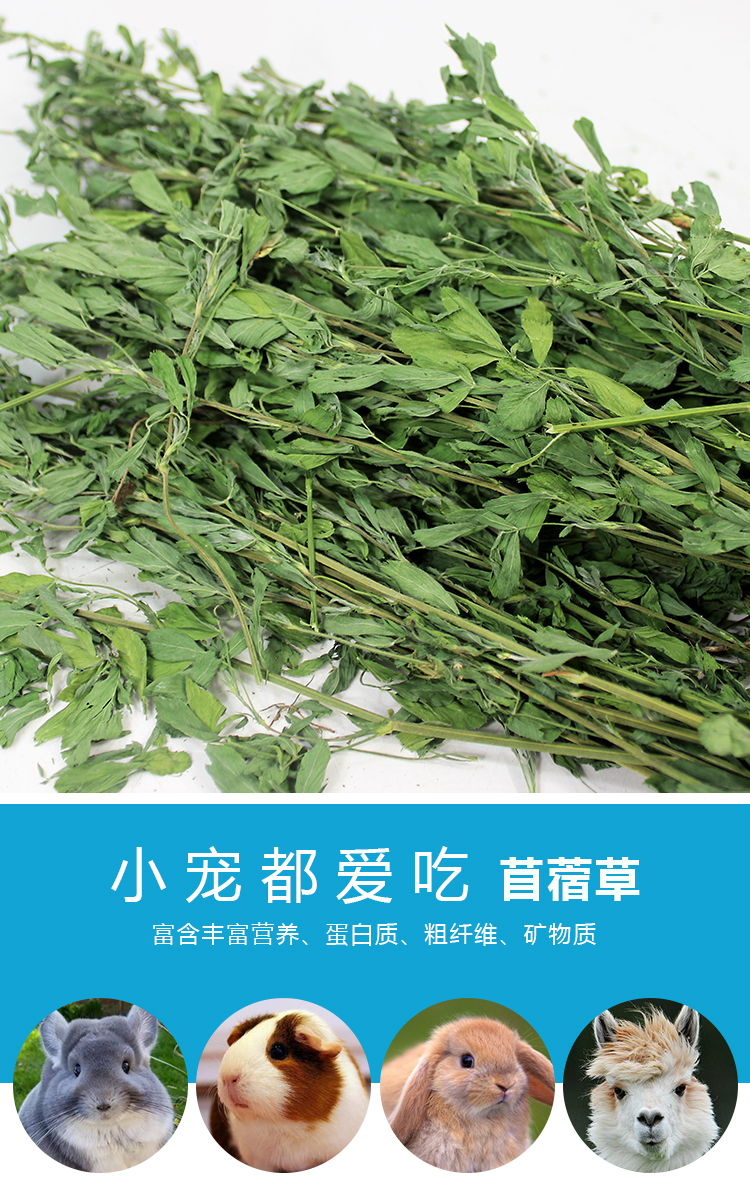 紫花苜蓿草1kg豚鼠荷兰猪龙猫兔子牧草饲料幼兔粮干草兔草苜宿草