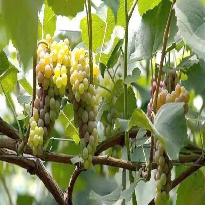新品种小蜜蜂葡萄苖南方北方盆栽爬藤果树苖四季种植葡萄树苖 4年苗