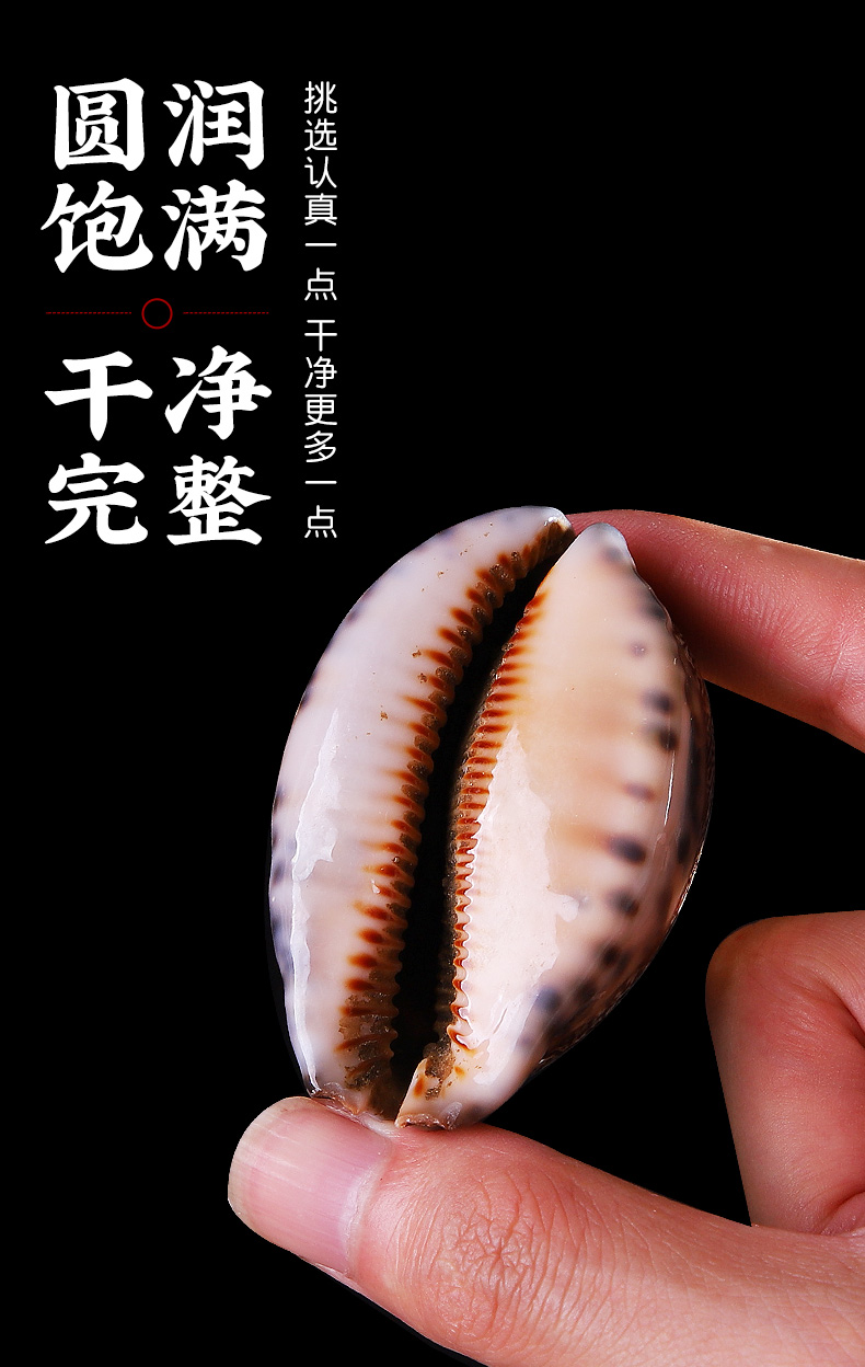 北京同仁堂紫贝齿500克袋装紫贝文贝壳紫贝子可磨紫贝齿粉中药材店铺