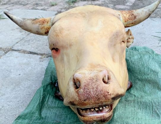 新鲜牛头牛头宴专用可以带牛舌牛角48到50斤左右