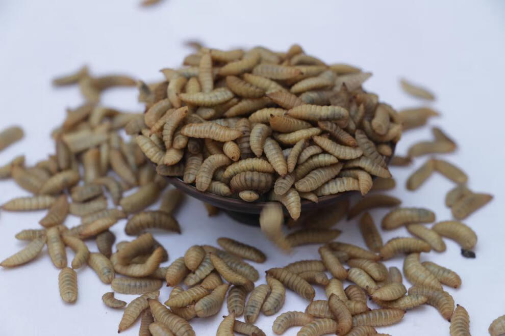 活体黑水虻鱼饵料野钓窝料通杀黄辣丁鲶鱼鲫鱼鲤鱼钓鱼活体饵料虫宠物