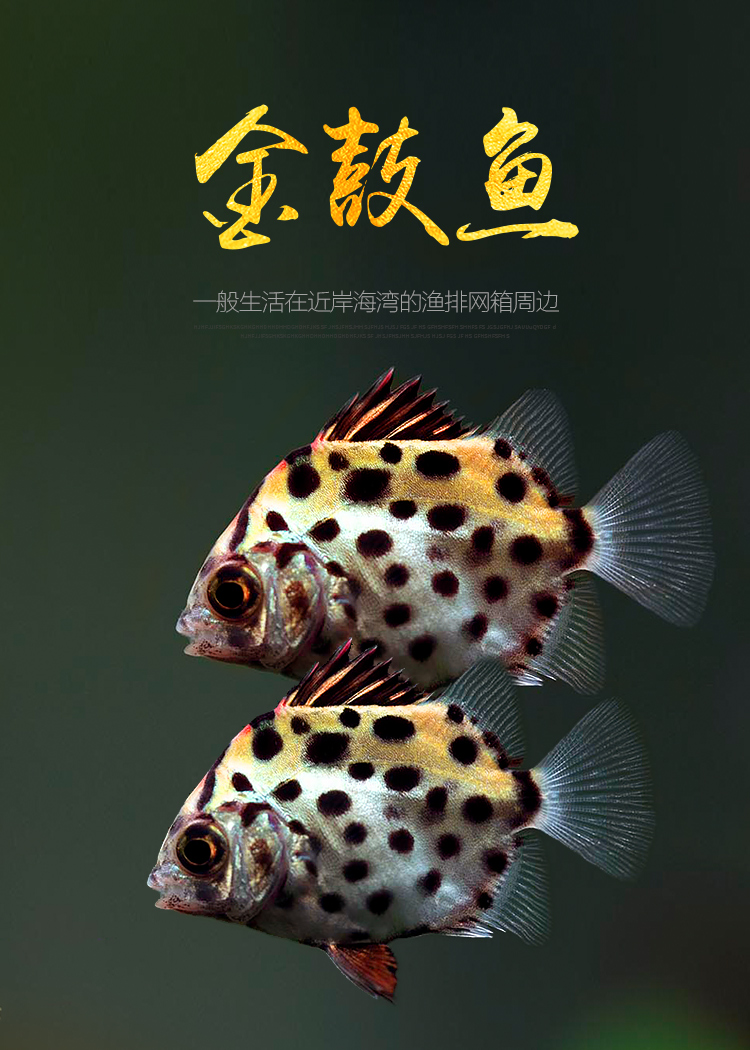 金鼓鱼金钱鱼活体活物银鼓鱼汽水鱼热带观赏鱼运输包活岚黛金鼓1条
