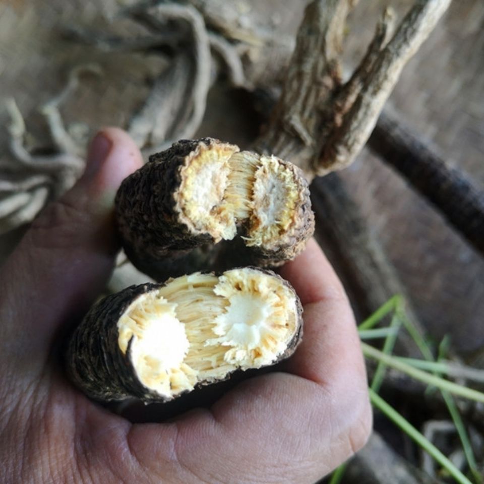 康中尊 贵州野外生岩川芎根干货500克 中药原材料岩防风野川芎光头