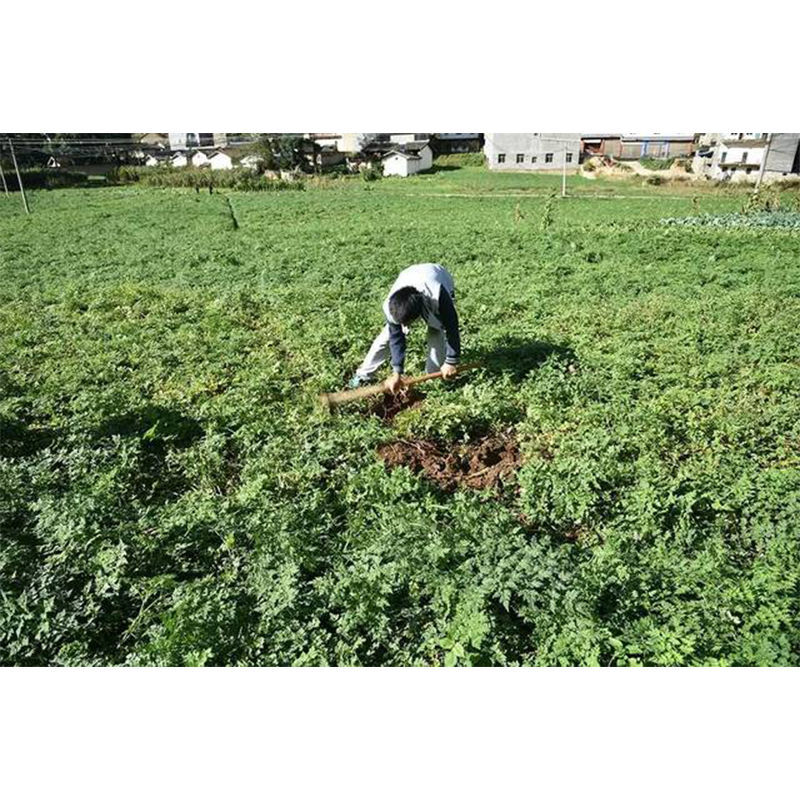 云南特产新鲜西归甜当归土当归西归芹根膳食滋补2斤装1000g