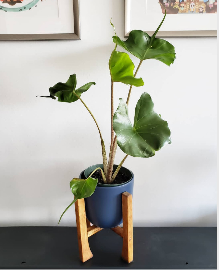 黄貂鱼海芋alocasiastingray网红ins绿植盆栽斑马剑叶黄貂鱼海芋90