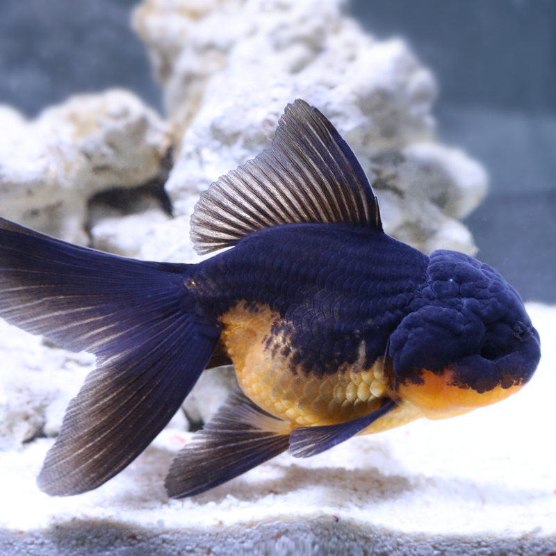 观赏鱼活体小金鱼冷水鱼锦鲤鱼金鱼苗活体淡水小型鱼 6-7cm黑龙睛2条