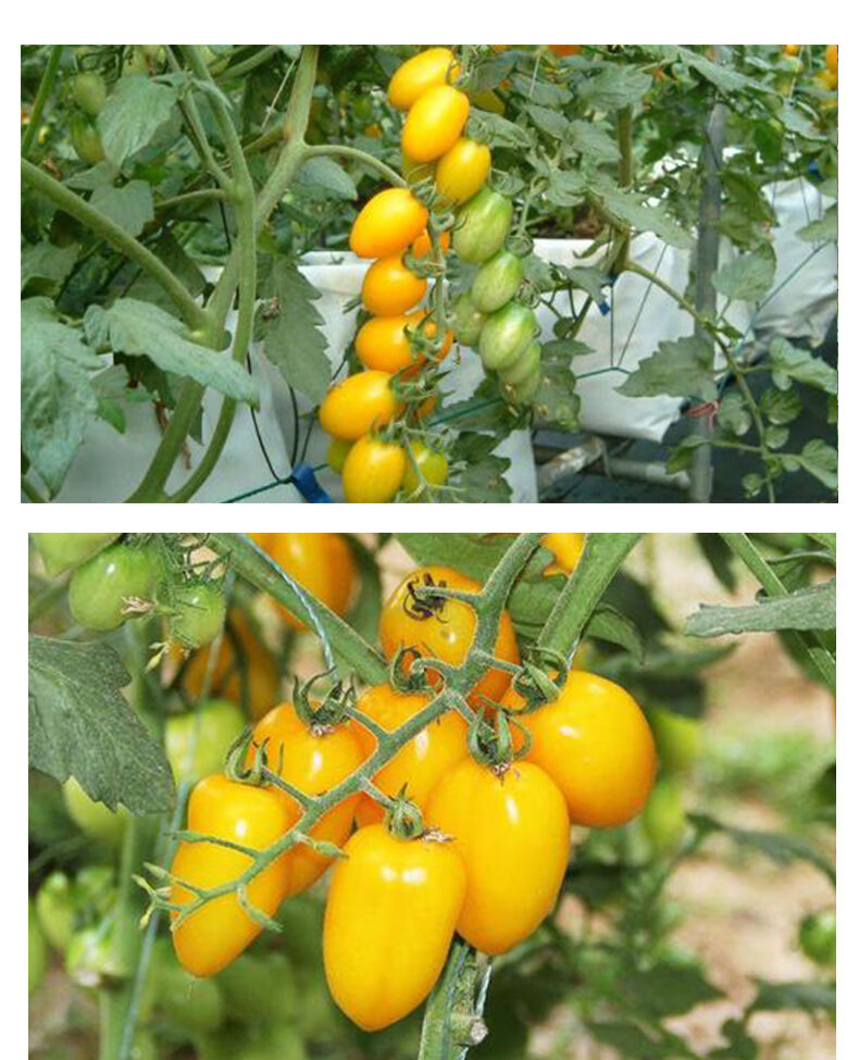 圣女果苗种子红黄小番茄西红柿苗种籽阳台盆栽简单水果蔬菜春季种 皇