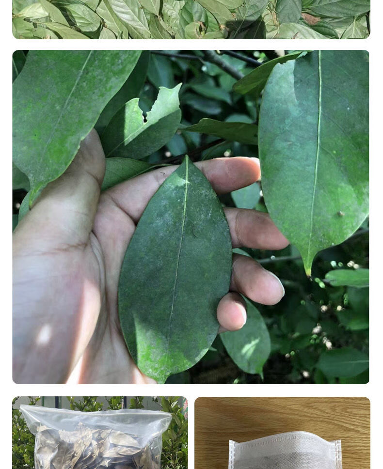 晨臻 芷江甜茶 500g 多穗石柯老叶 木姜叶柯老叶溆浦瑶茶青钱柳霉茶