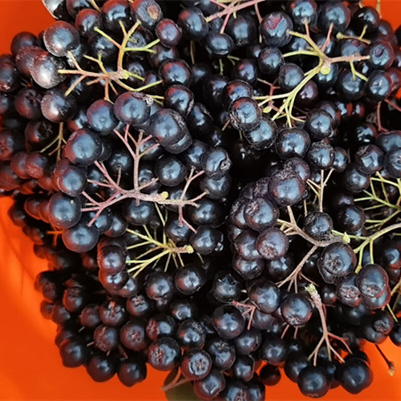 (现货速发)黑果花楸鲜果纯野樱莓酵素果 三斤实惠