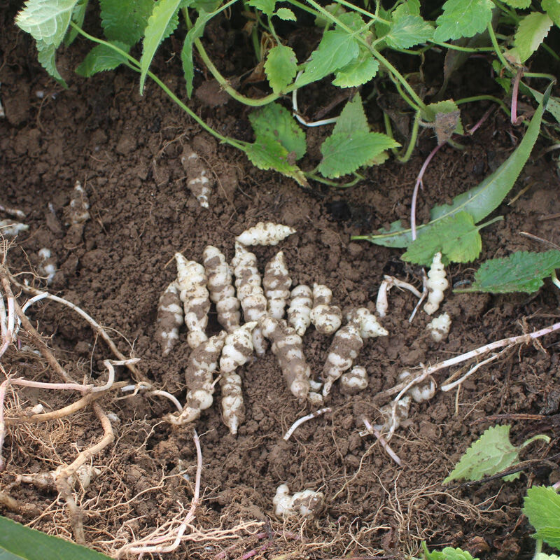 种地葫芦牯牛地溜子玉环农家现挖现发 5斤地环种子带芽带根【图片