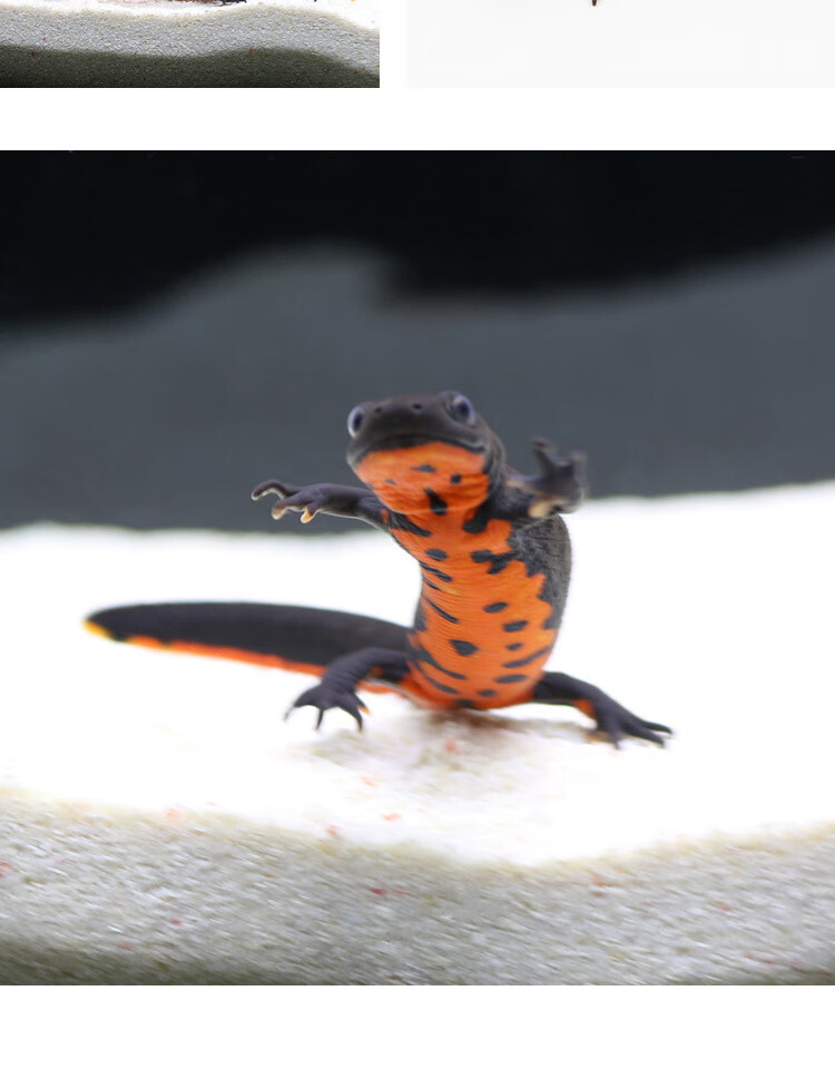 鱼娃娃鱼小火龙鱼活体冷水清道夫鱼垃圾鱼工具鱼清洁鱼缸 6cm小火龙05