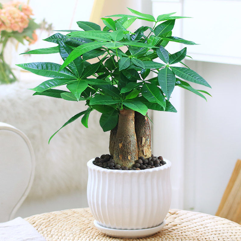 协洛发财树盆栽植物室内花卉植物室内花绿植室内客厅树好养小盆栽