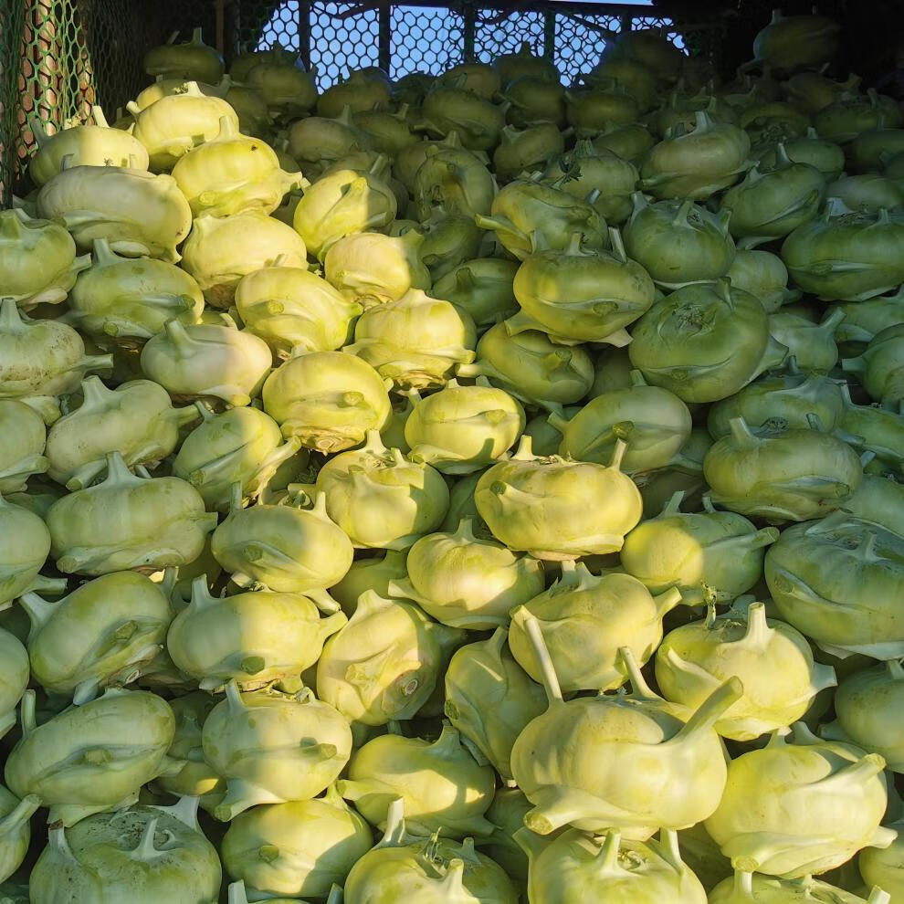 云南省新鲜蔬菜苤蓝水果大头菜疙瘩菜芥菜头泡菜撇了现摘现发团建送礼