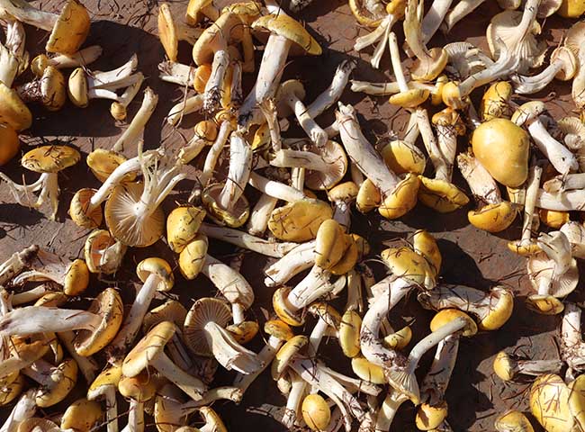 东北特产野生小黄蘑菇500g干货小鸡炖蘑菇松树黄油蘑煲汤菌类新鲜