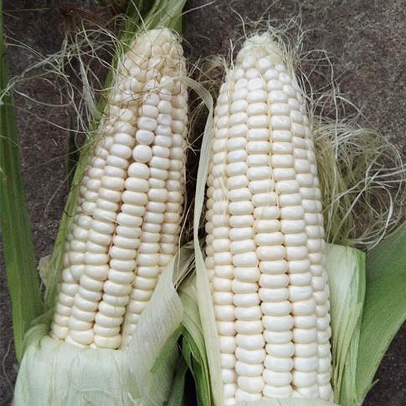 京科糯2000糯玉米种子农科玉甜糯大棒玉米种子散装大棒糯苞谷种子 200