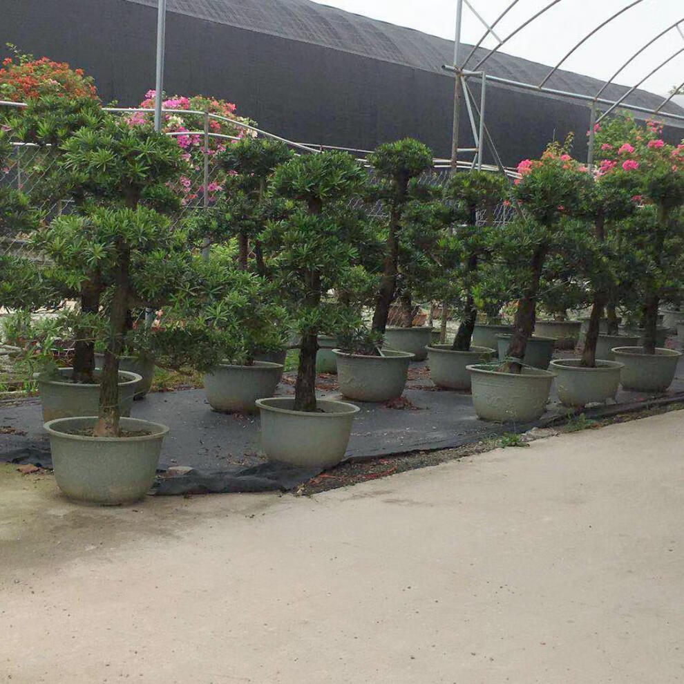 塑料花盆加厚特大号龙缸盆大型种树果树盆种铁树特大花盆600加高欧花