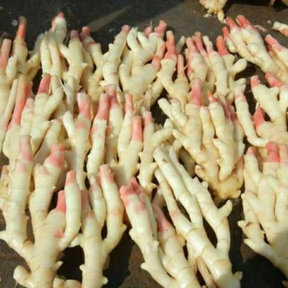 广西武宣特产红糟酸新鲜农家红糟姜酸豆角酸洋姜下饭菜嫩姜 新酸辣味