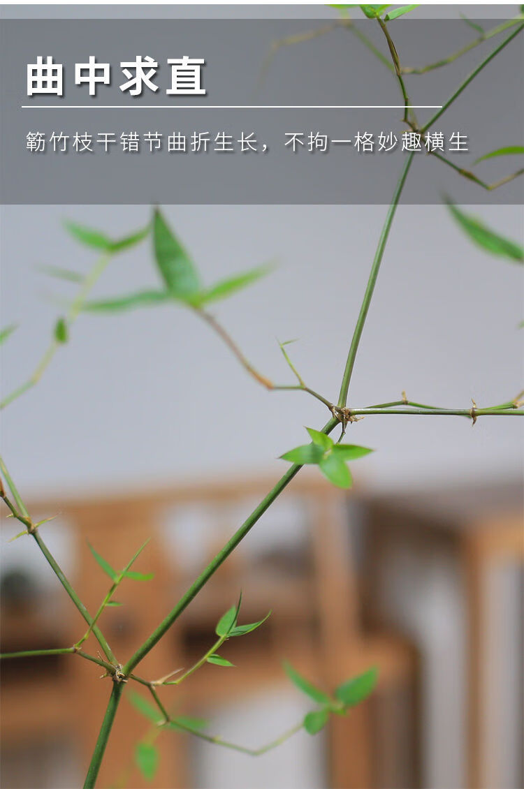 澜墨簕竹盆栽正宗竹子盆景禅意四季常青竹子原盆带土多年老桩室内桌摆