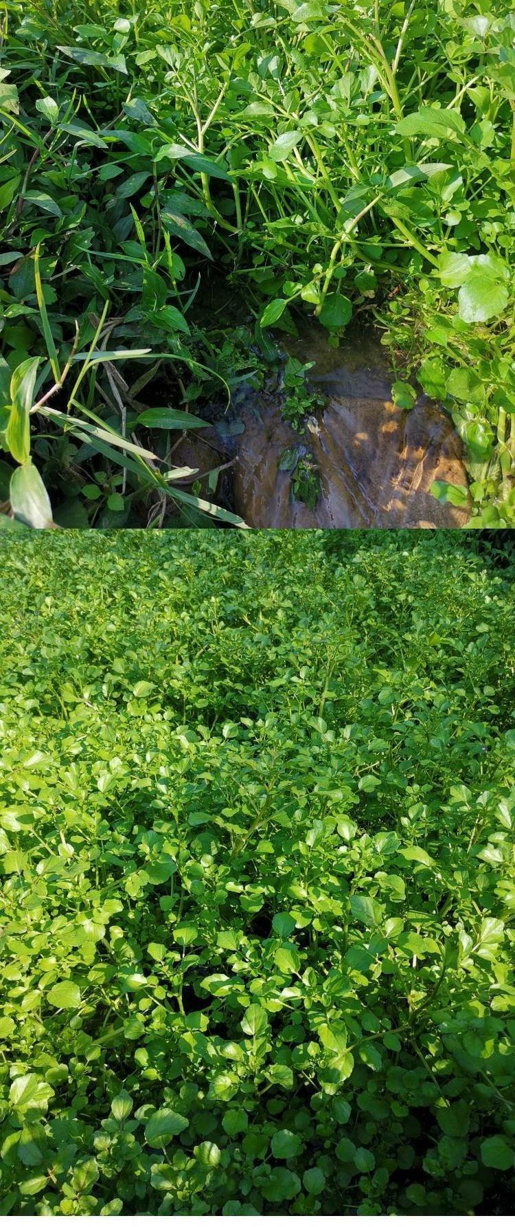 【发顺丰】农家西洋菜山泉水种植采摘西洋菜广东西洋菜新鲜西洋菜 550