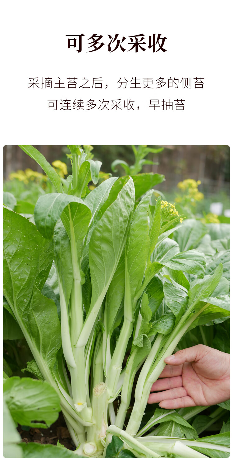白菜苔种籽香甜早花雪莹白菜薹种子早熟菜心秋季四季播种蔬菜种孑 湘
