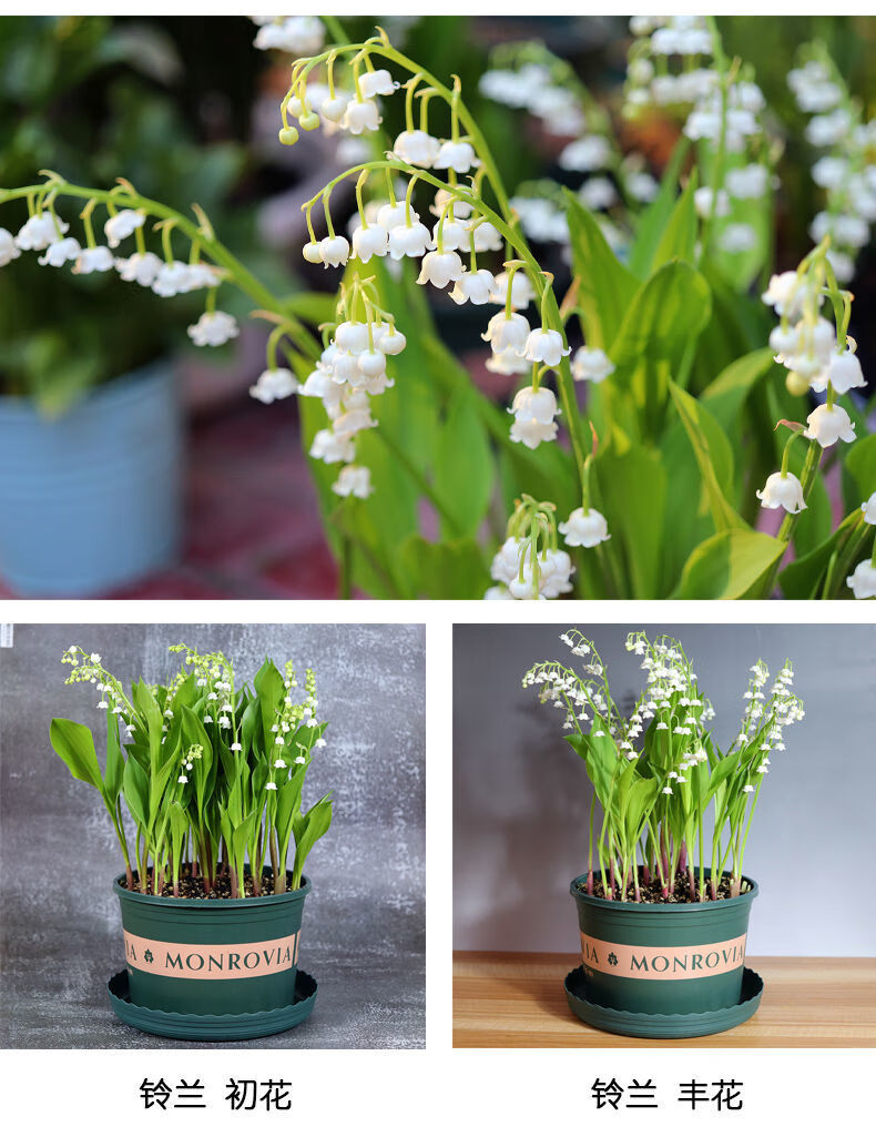 花友铃兰花盆栽带芽花卉绿植阳台室内花卉四季开花d7不含盆10棵