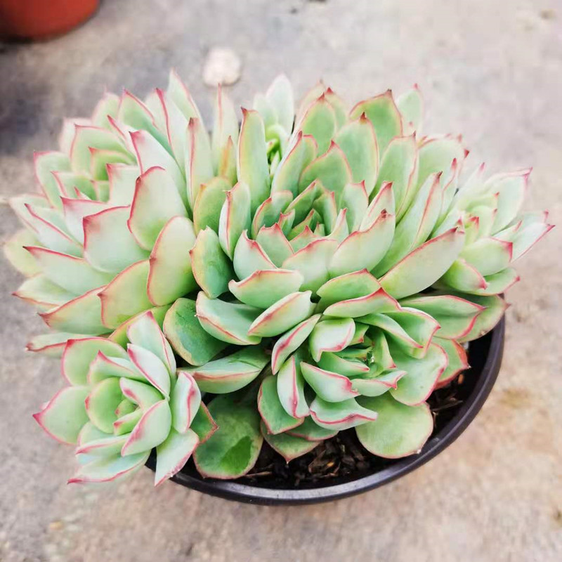 多头贵货稀有品种月光女神多肉大单头植物大棵好养冠幅11厘米左右单头