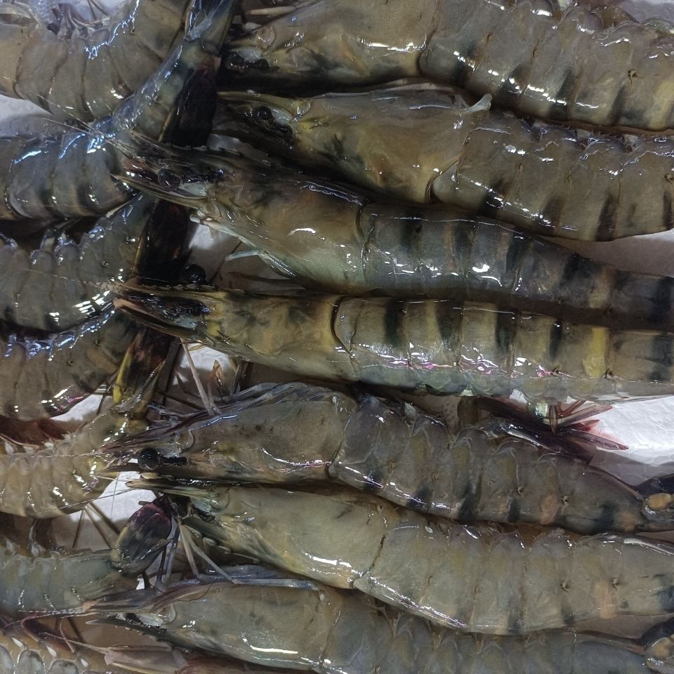 lism深海大虾九节虾斑节黑虎虾新鲜捕捞活虾速冻火锅烧烤美食草虾特大