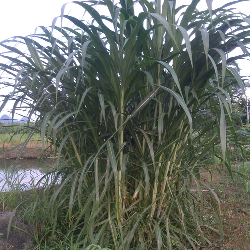 牧草皇后 甜象草甜象草种节 多年生附种植资料生根粉 夏季活动甜象草