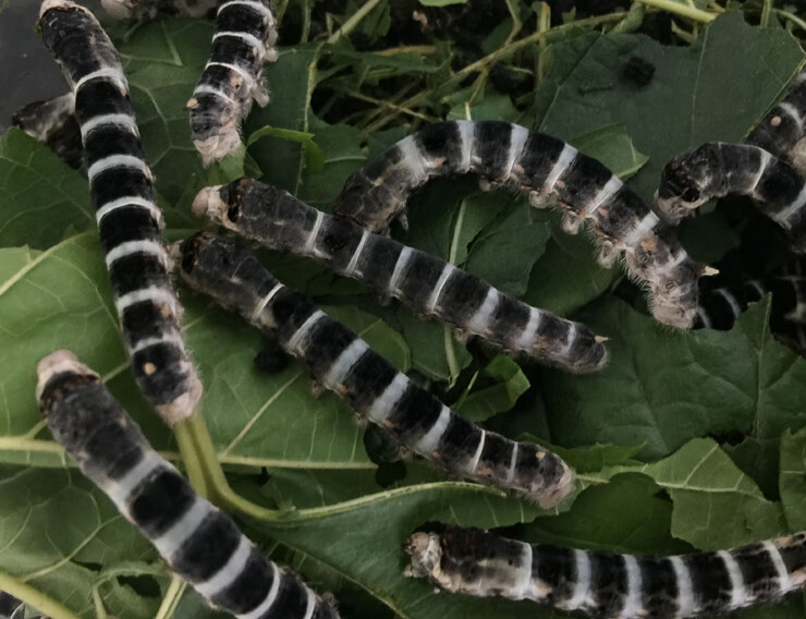 荣郁 稀有品种 特殊斑纹蚕宝宝卵龙角斑马黄皮黑虎斑点另有小蚕 满天