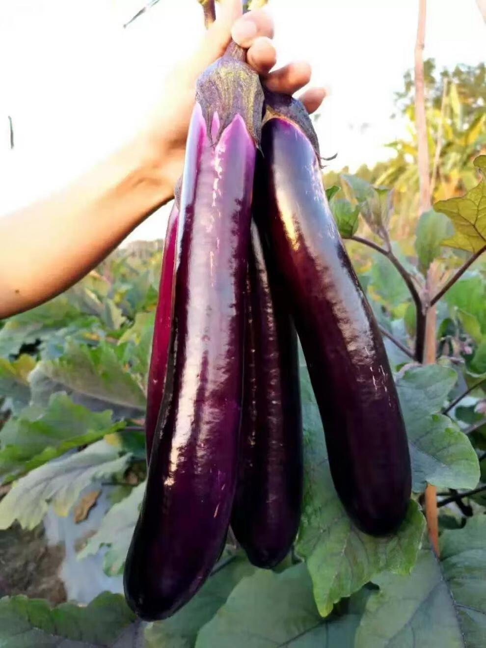 紫皮茄子应季时令蔬菜新鲜现摘优选5斤装