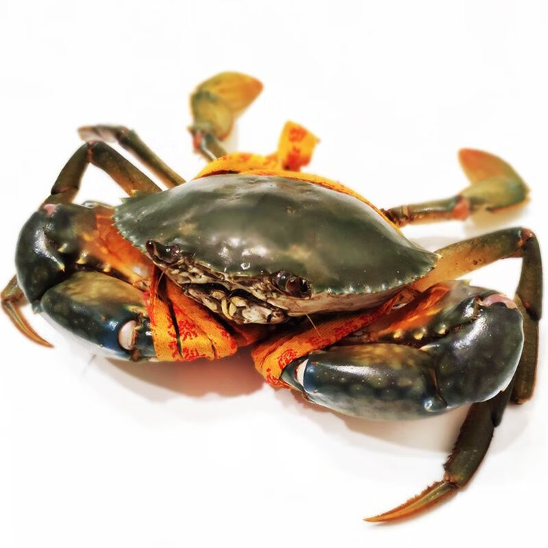 老扣不含绳重活体大青蟹鲜活大肉蟹海蟹无添加剂一只特大青蟹满肉公蟹