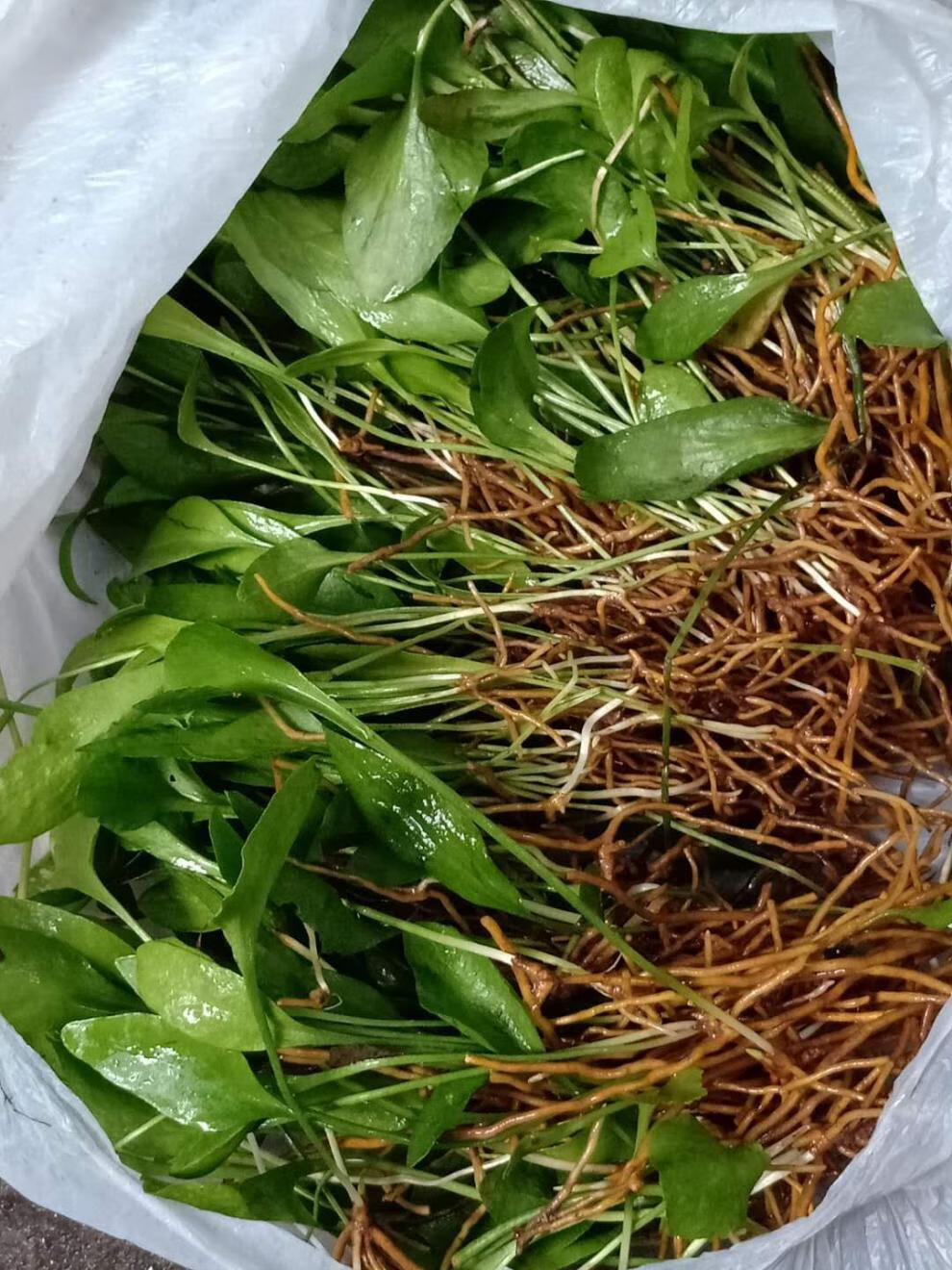 伟博精选 一支箭新鲜现采中草药材500g克带根现采现发新鲜一支箭草