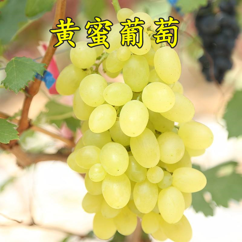 果树苗无核黄蜜葡萄苗黄提葡萄树苗嫁接苗小蜜蜂葡萄苗当年结果4年苗