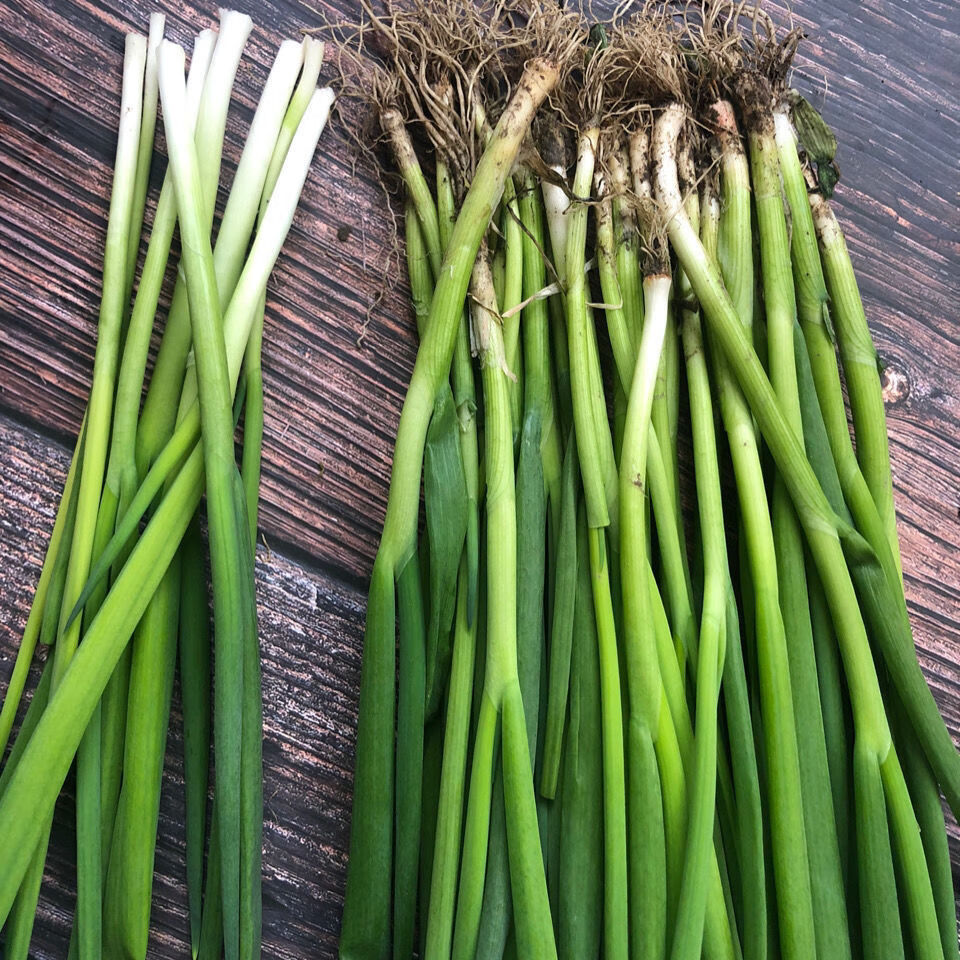 山东新鲜小葱本地葱小葱苗小香葱葱苗蘸酱新鲜可吃葱种子新鲜 二斤