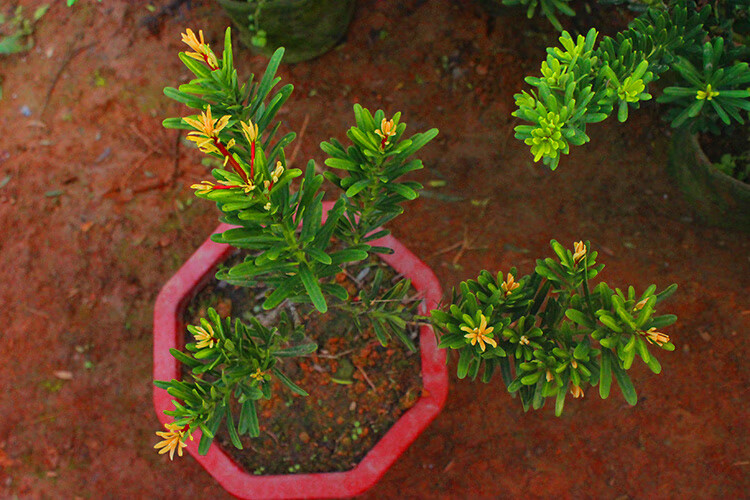 原生黄金钻罗汉松正宗黄芽金钻树苗绿钻可造型1015公分高多分支不含盆