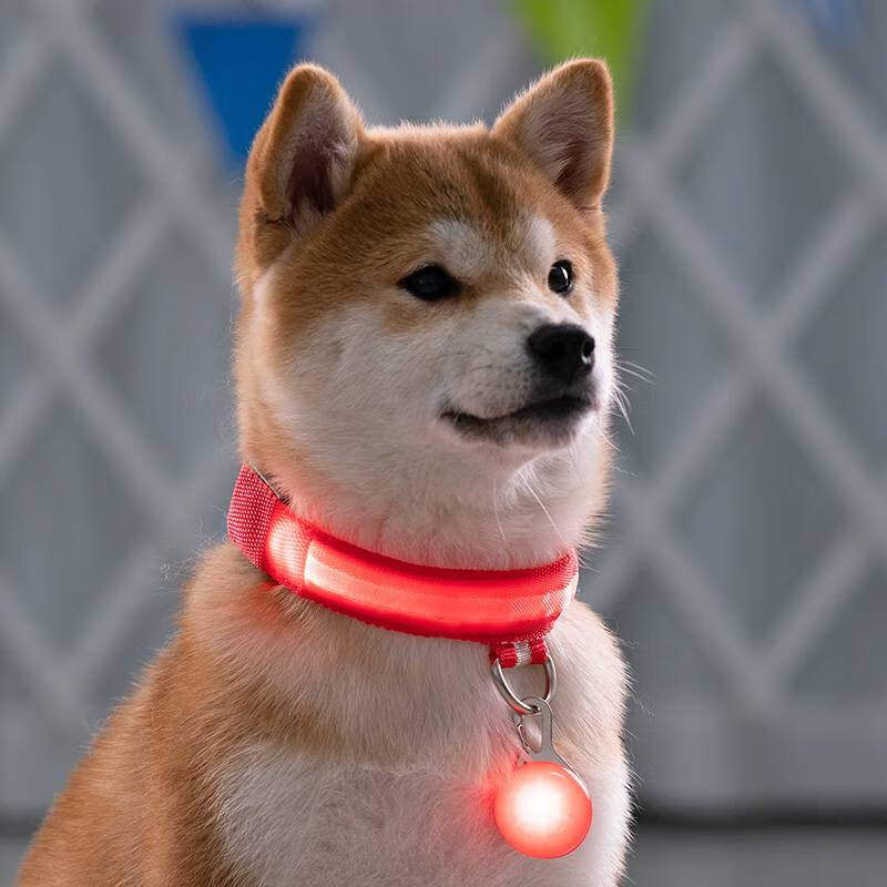 小狗项圈发光 宠物夜间发光狗狗项圈闪光脖圈柴犬柯基金毛小中大型犬