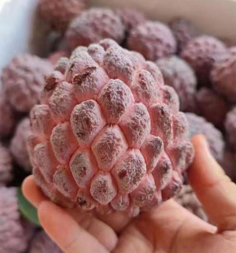 (空运冷链/果园直发)玫瑰红释迦果 番荔枝凤梨果树上熟佛头果热带