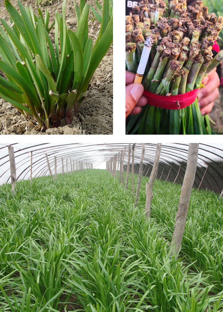 韭菜根紫根韭菜苗种子四季韭菜籽蔬菜种子盆栽植物室内阳台种菜紫根