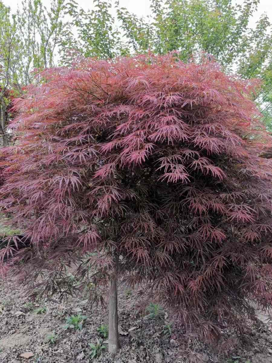 植树节树苗 羽毛枫树苗庭院植物盆栽工程绿化青红叶嫁接苗木带土球