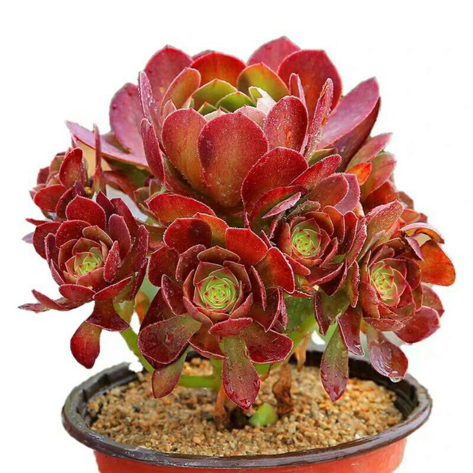 hqc多肉魔法师魔法师多肉套餐系列黑法师盆栽大盆老桩植物新款爆盆