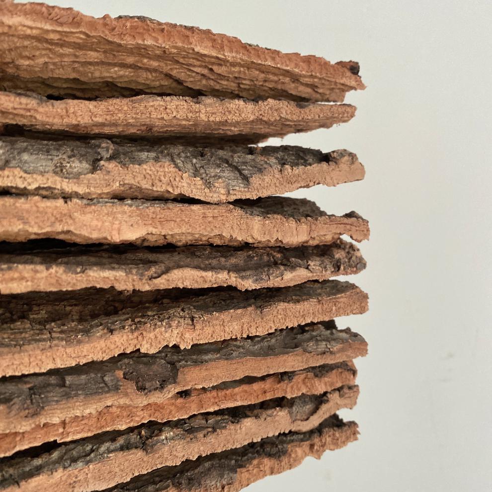 新型香槟树皮 香槟树 爬宠专用植物定植 空气凤梨底座 爬宠造景 园艺